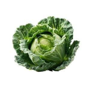Crisp green cabbage head