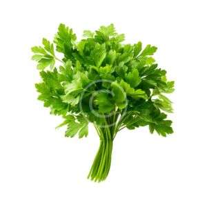 Fresh flat leaf parsley bunch