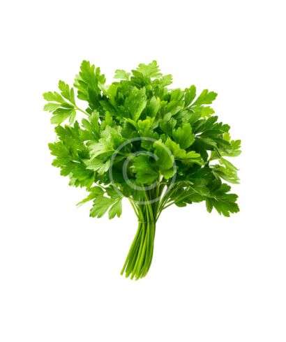 Fresh flat leaf parsley bunch