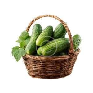 Garden fresh cucumbers basket