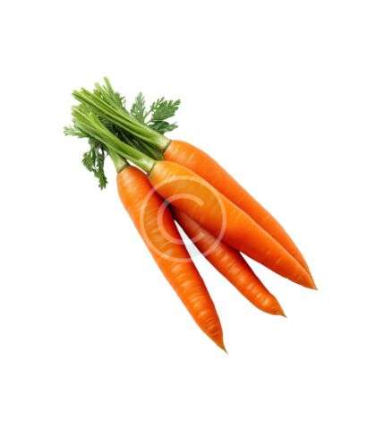 Crisp orange carrots bunch