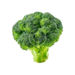 Fresh green broccoli crown