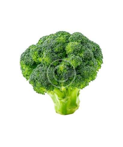 Fresh green broccoli crown