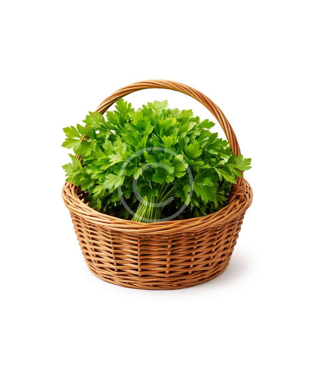 Fresh flat leaf parsley bunch - Image 2