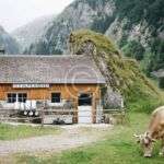 Tips for storing and using microgreens from your local farm